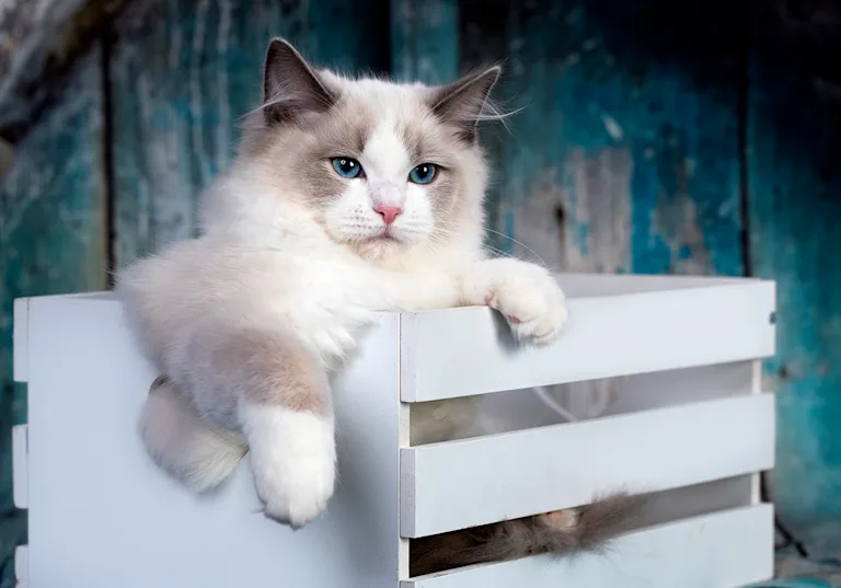 le-ragdoll-le-chat-doux-et-calin-par-excellence