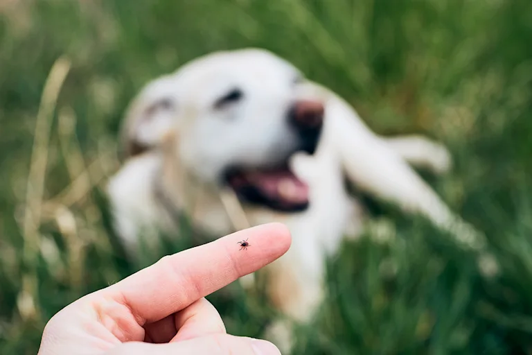 piroplasmose-chez-le-chien-causes-symptomes-et-traitement