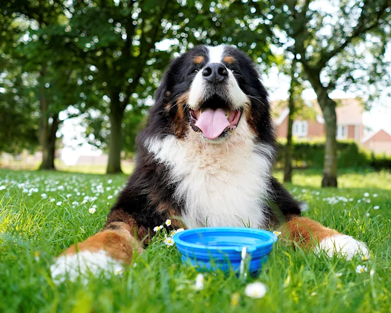 canicule-chien-dangers