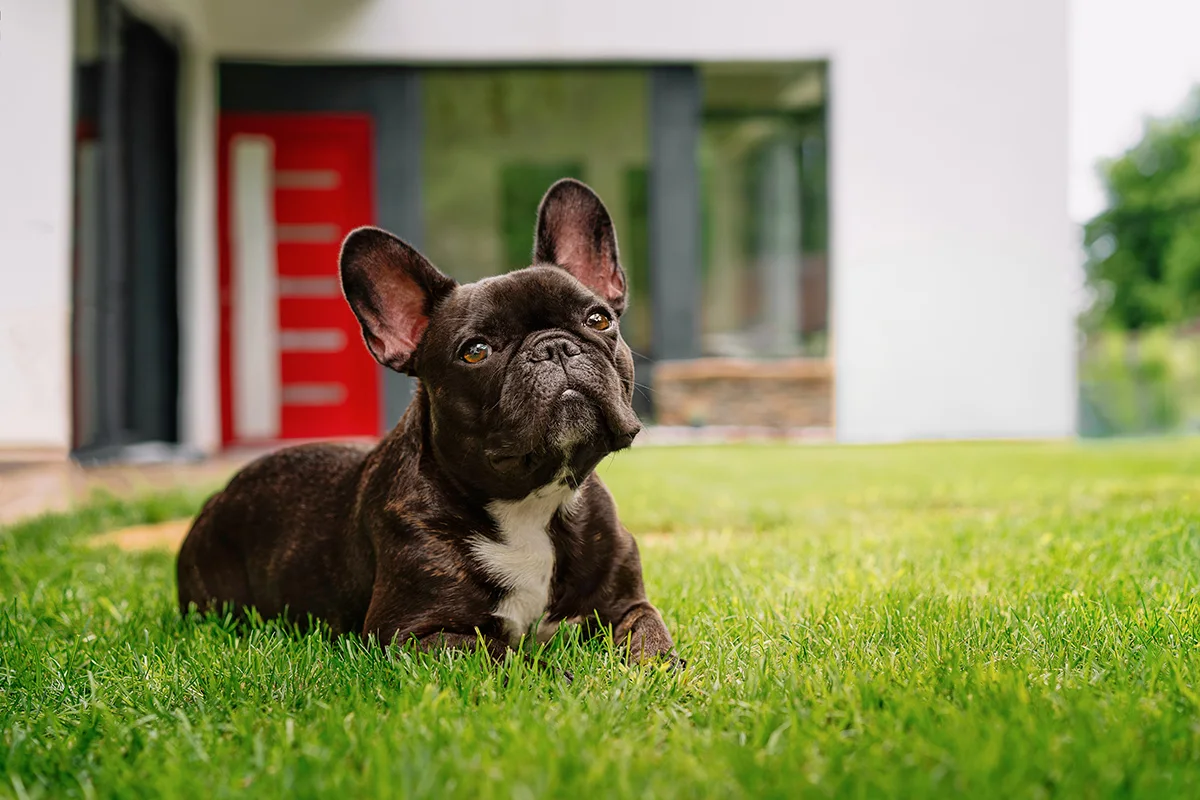 Sitemapcdatahttpsshopinf Inetcommanteau Bouledogue Francais