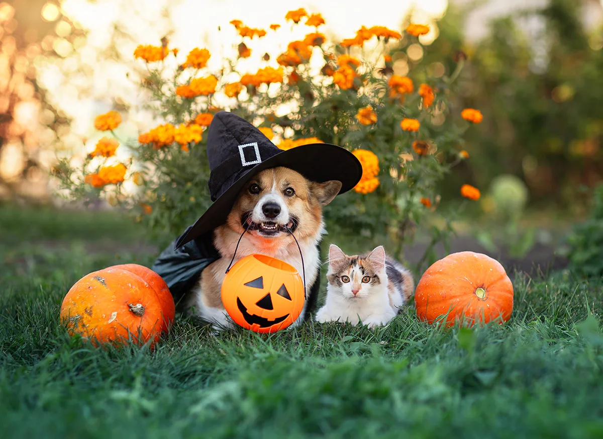 deguisement-halloween-chien-chat