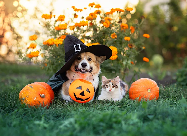 deguisement-halloween-chien-chat