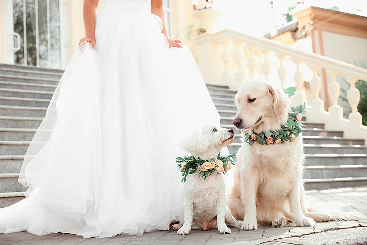 mariage-petfriendly