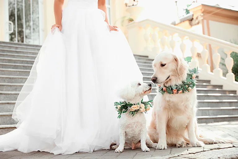 mariage-petfriendly