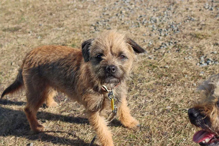 Le Border Terrier