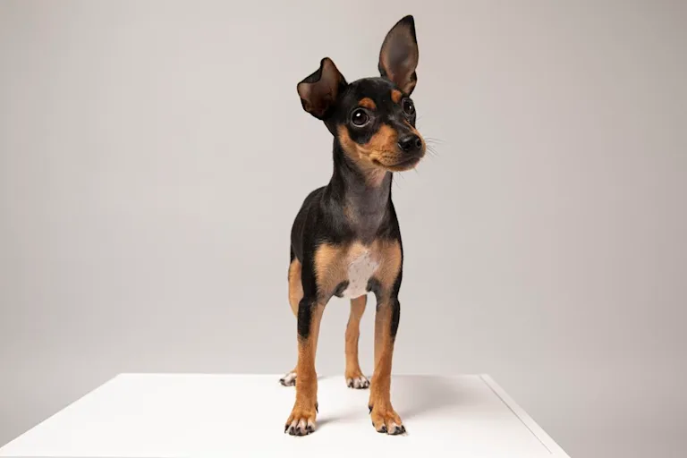 English Toy Terrier