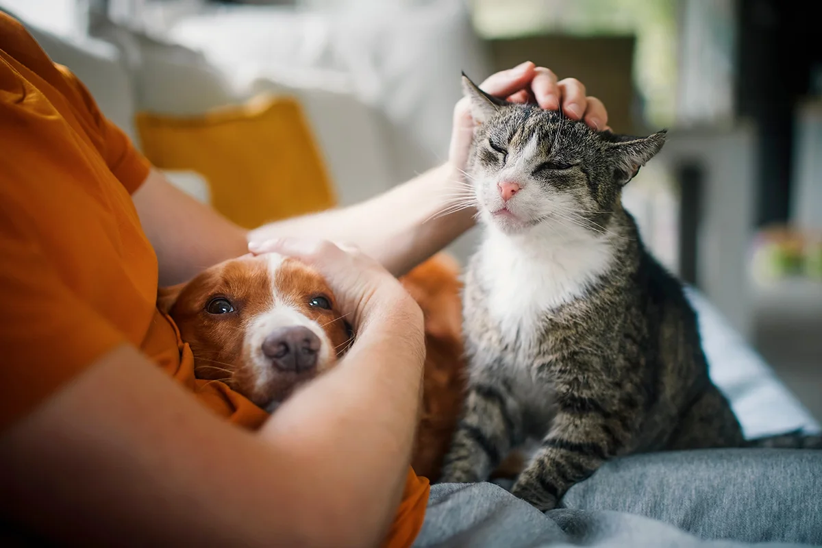 aliment-toxique-chien-chat