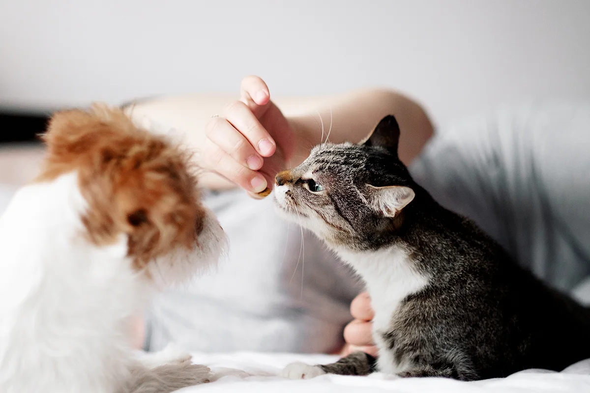 chien-chat-cerveau