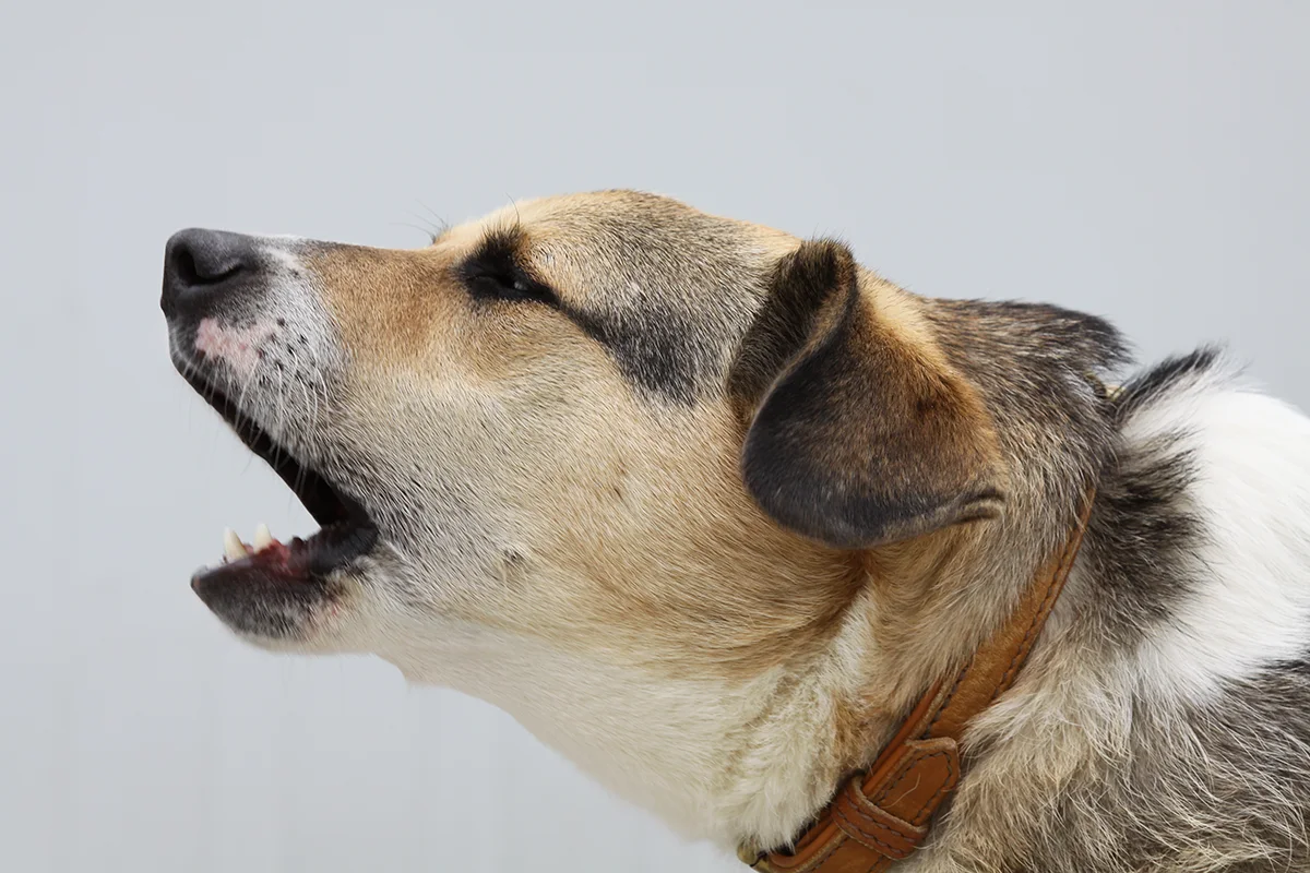 chien-hurle-comme-un-loup