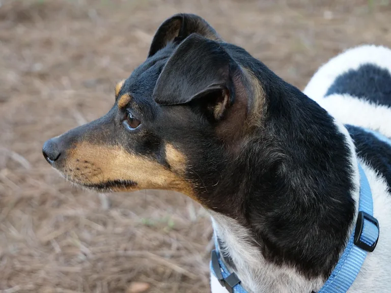 Ratonero Bodeguero Andaluz
