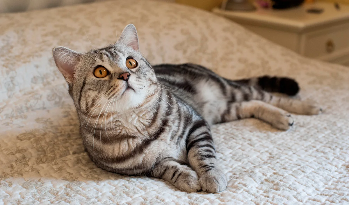 lamerican-shorthair-le-bon-copain
