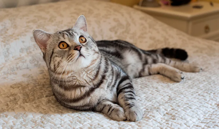 lamerican-shorthair-le-bon-copain