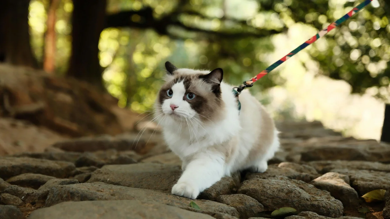 promener-chat-en-laisse