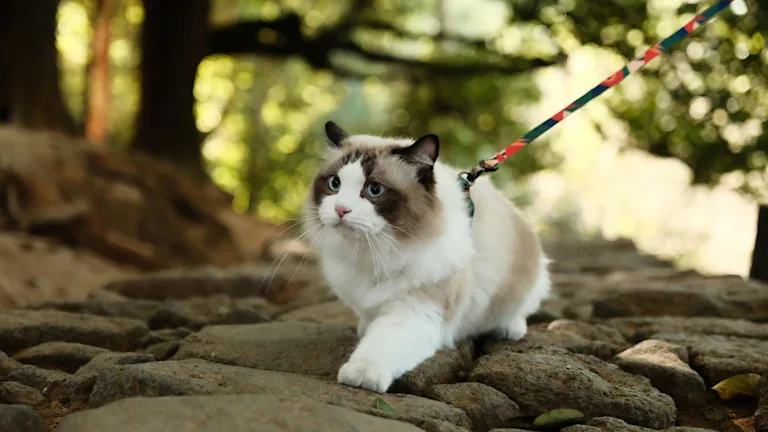 promener-chat-en-laisse