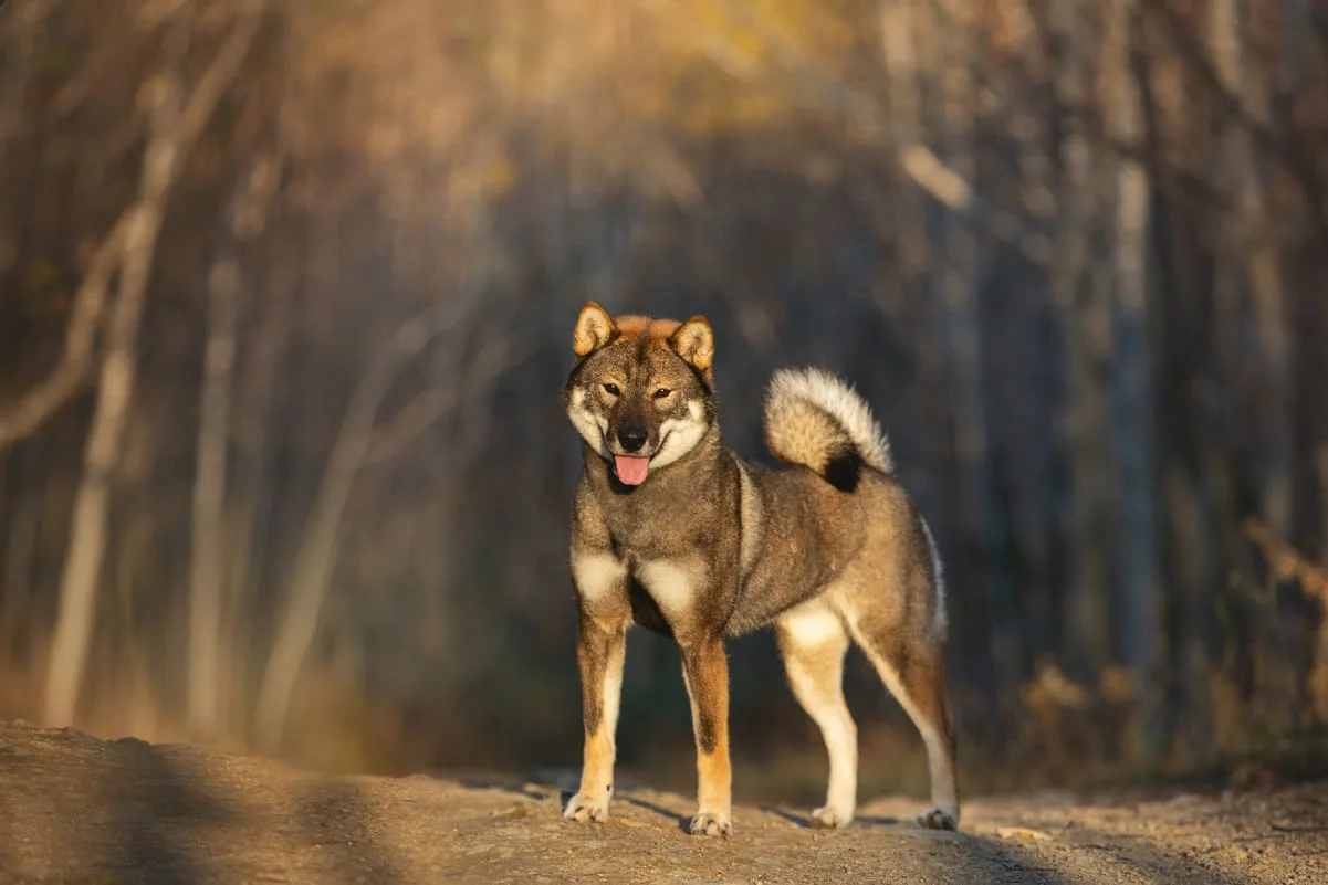 chien-shikoku
