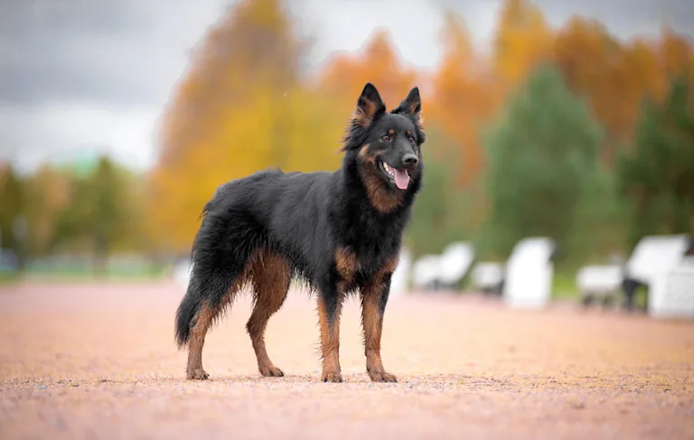 chien-berger-de-boheme