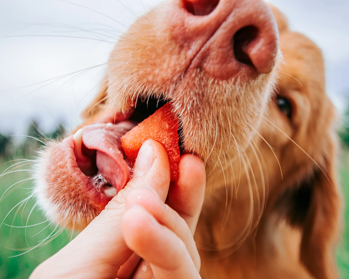 chien-pastèque