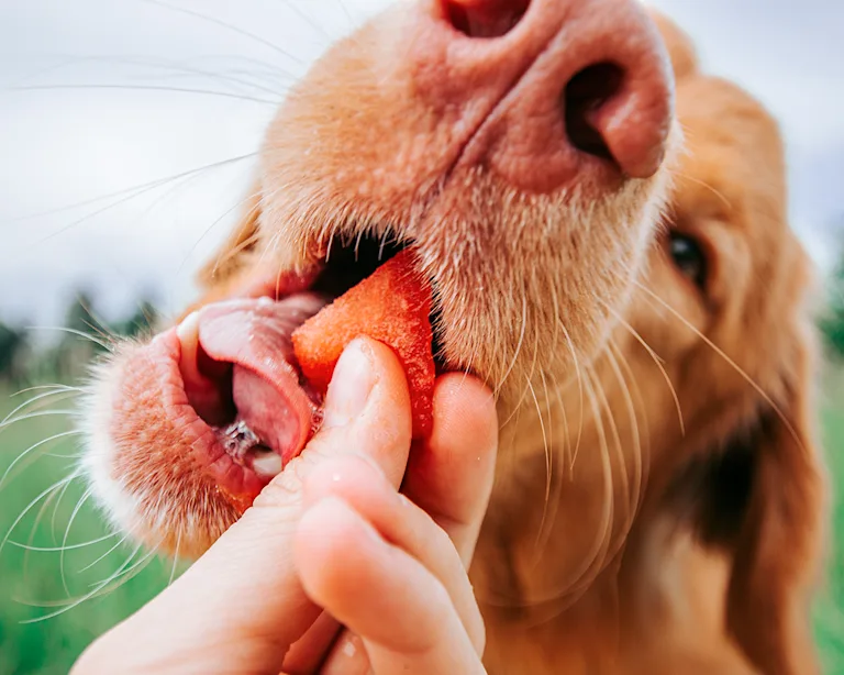 chien-pastèque