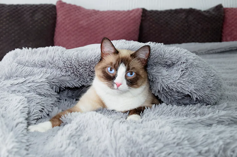 le-snowshoe-le-bavard-au-regard-doux