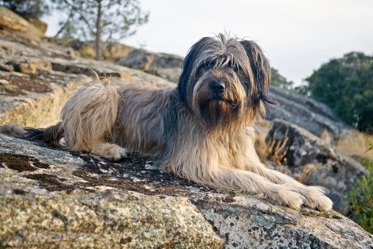 chien-berger-catalan