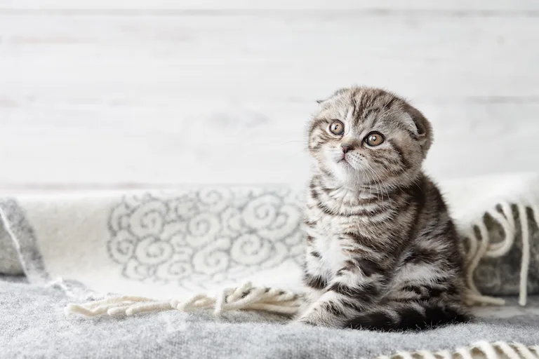 osteochondrodysplasie-scottish-fold