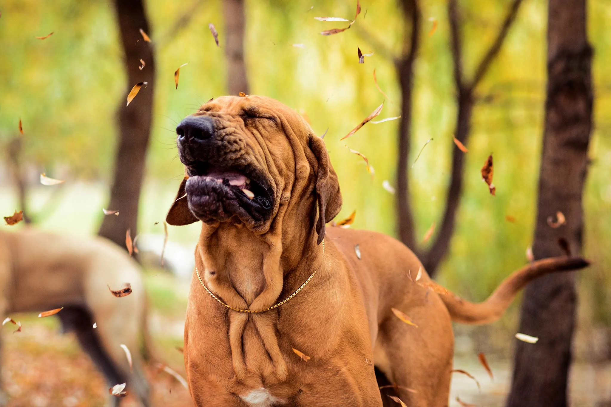 toux-de-chenil-chien