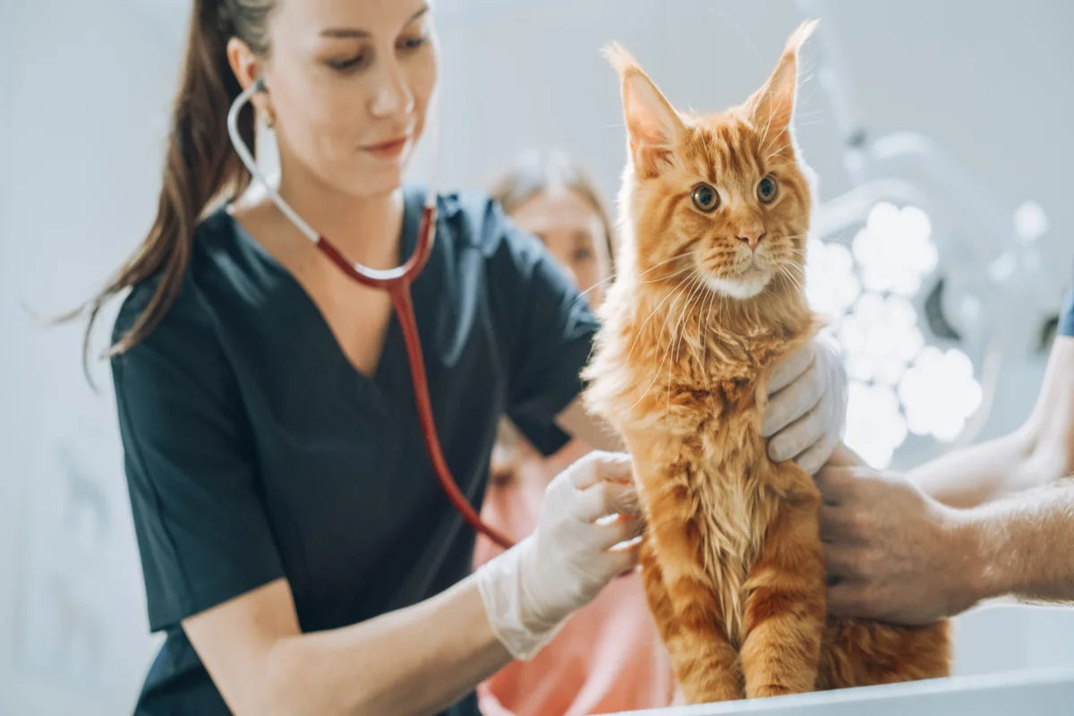 Quel est le prix d'une consultation vétérinaire pour un chat ?