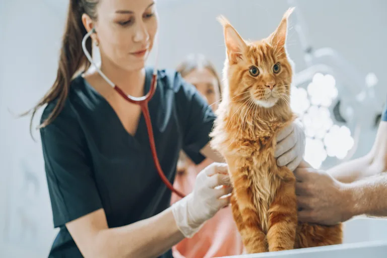 Quel est le prix d'une consultation vétérinaire pour un chat ?