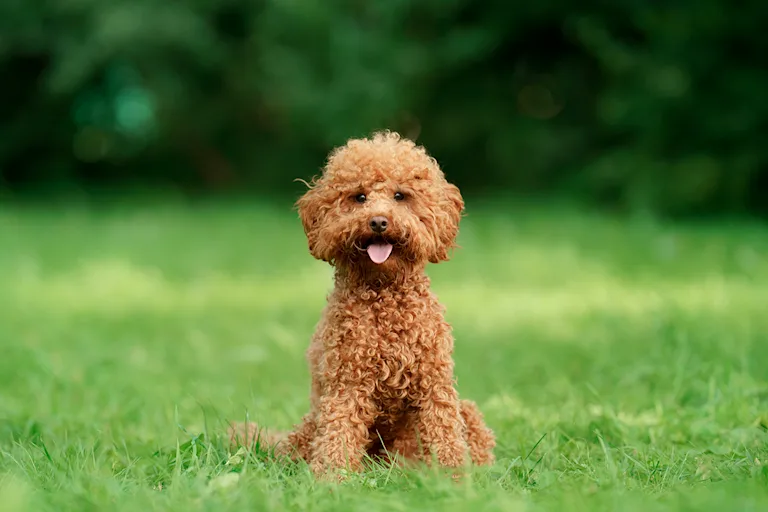 le-caniche-un-petit-compagnon-a-la-grande-intelligence