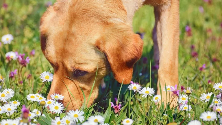 mon-chien-mange-de-la-terre