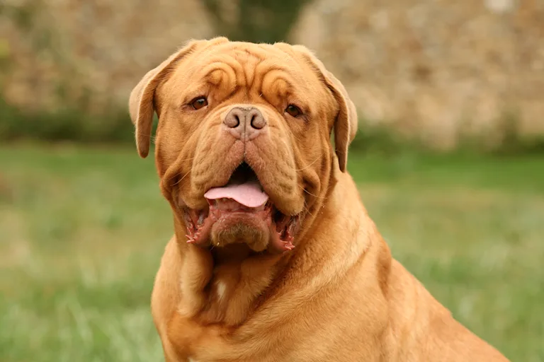 le-dogue-de-bordeaux-le-faux-dur-au-coeur-dor