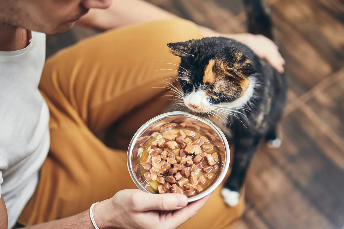 chat-qui-maigrit-mange-correctement