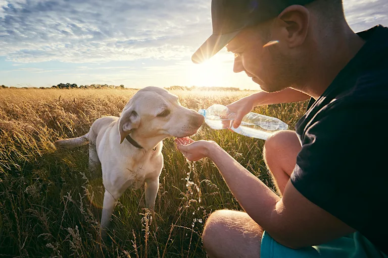 races-chiens-sensibles-chaleur