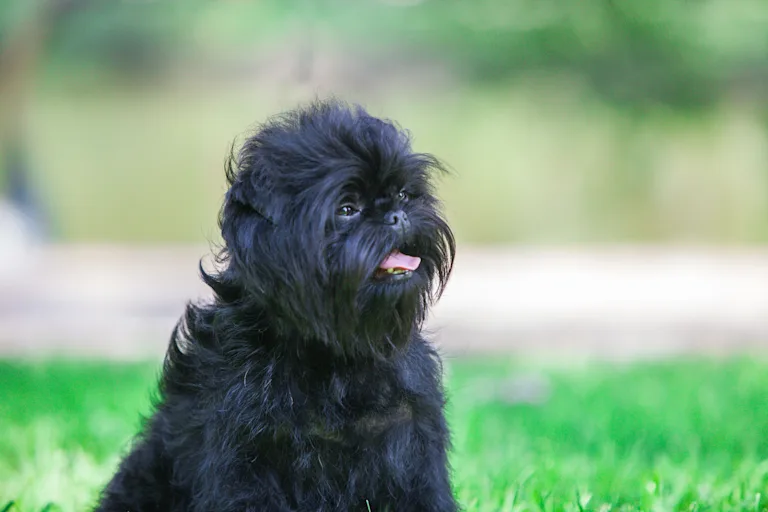 chien-affenpinscher