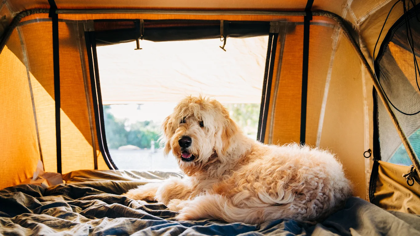 partir-en-camping-avec-son-chien