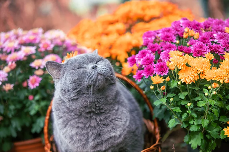 chrysanthème-toxique-chat