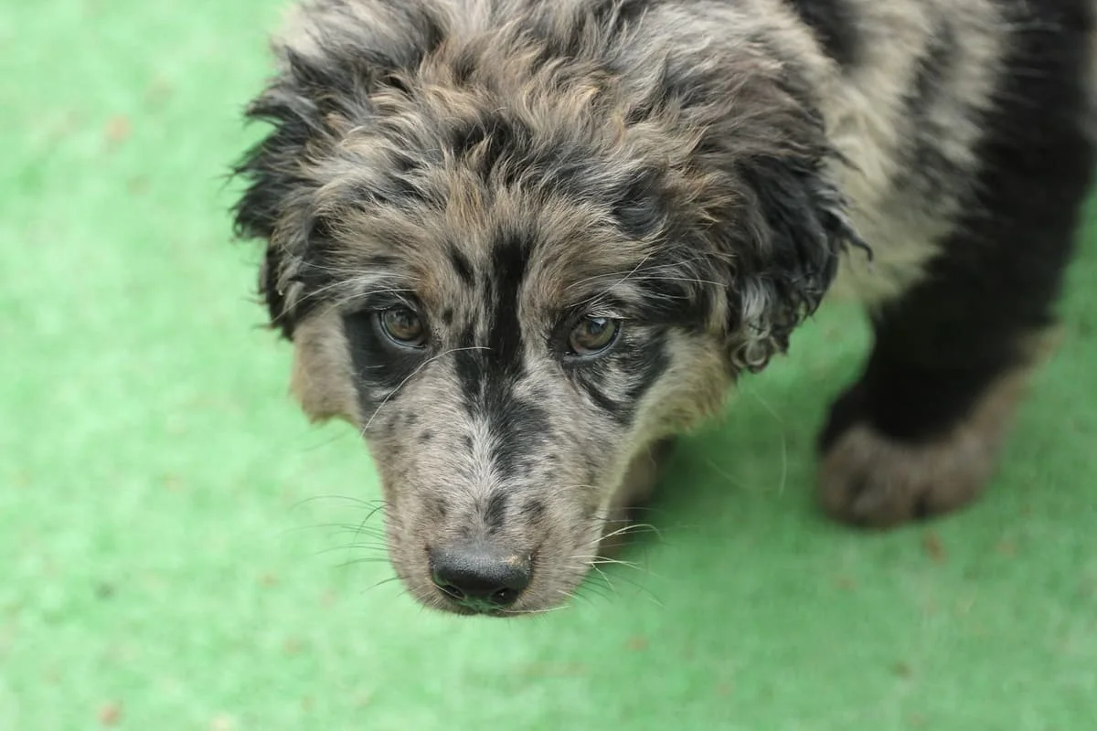 chien-berger-de-savoie