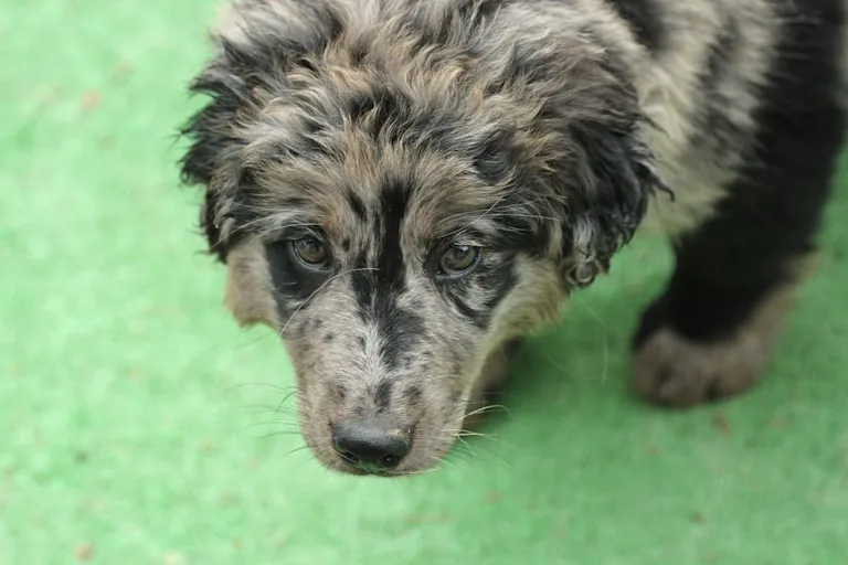 chien-berger-de-savoie