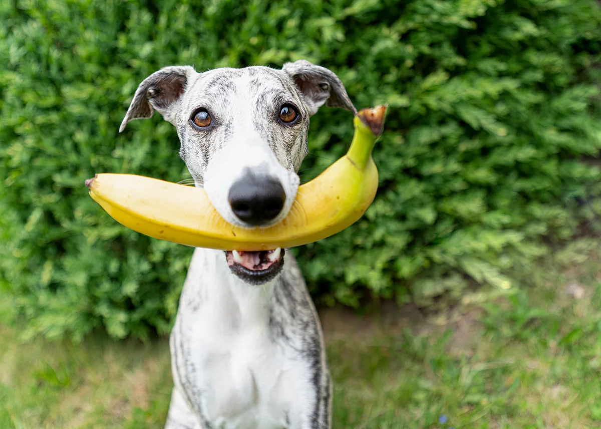 donner-banane-chien