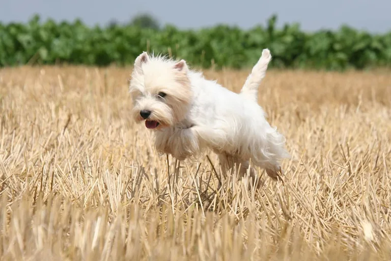 chien-westie-west-highland-white-terrier