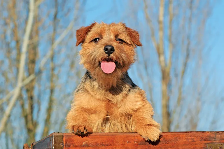 chien-norfolk-terrier