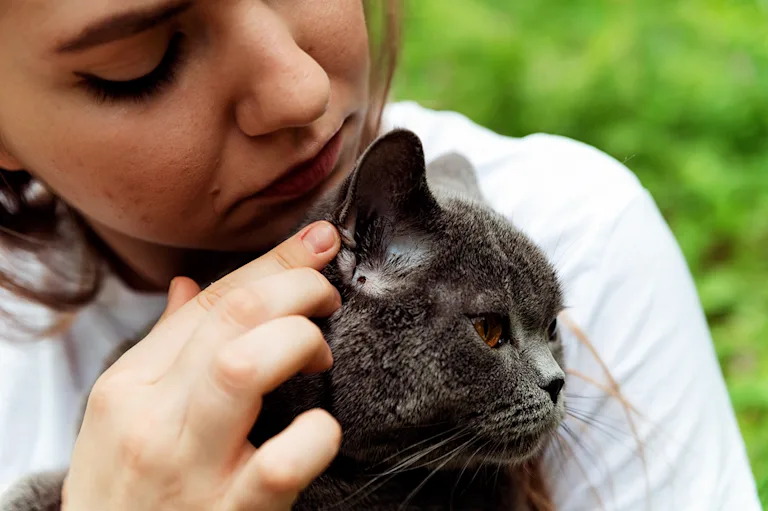 piroplasmose-chez-le-chat-causes-symptomes-et-traitement
