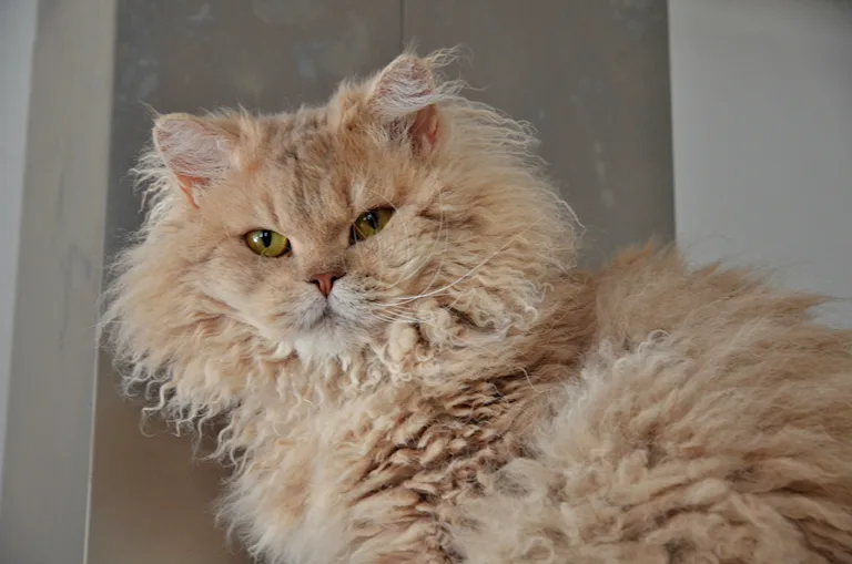 le-selkirk-rex-le-mouton-qui-ronronne