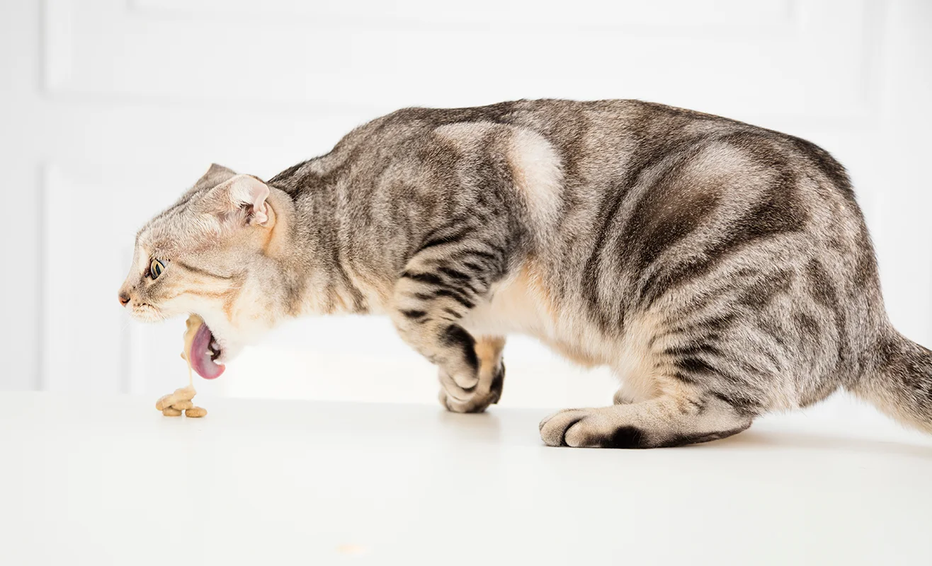 chat-vomit-souvent