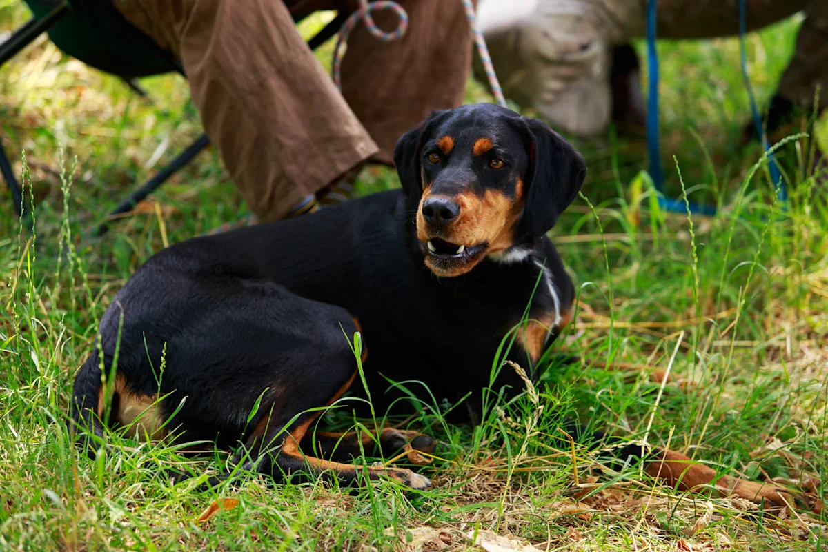 Basset de Westphalie