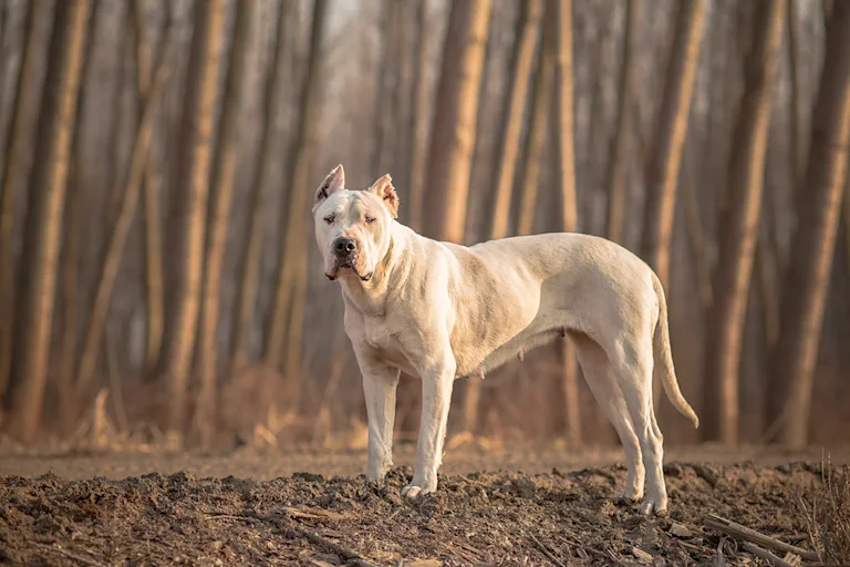 le-dogue-argentin-grand-corps-et-grand-coeur