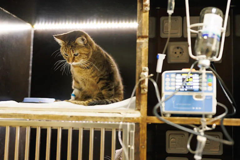 chat-hospitalisation