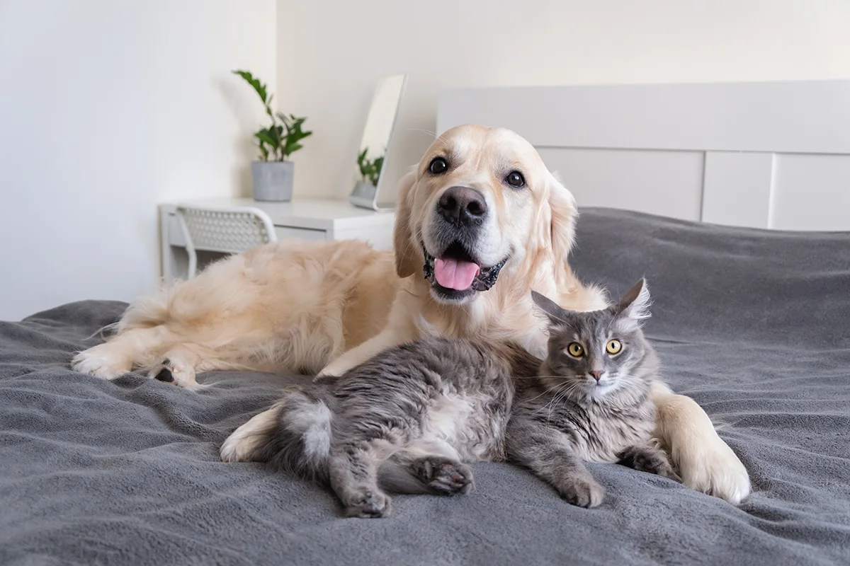 mon-chien-mange-les-crottes-du-chat
