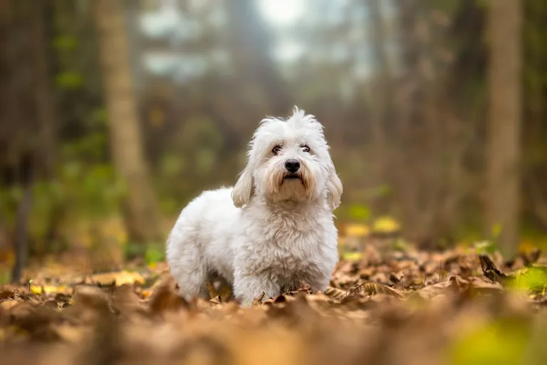 chien-coton-de-tulear