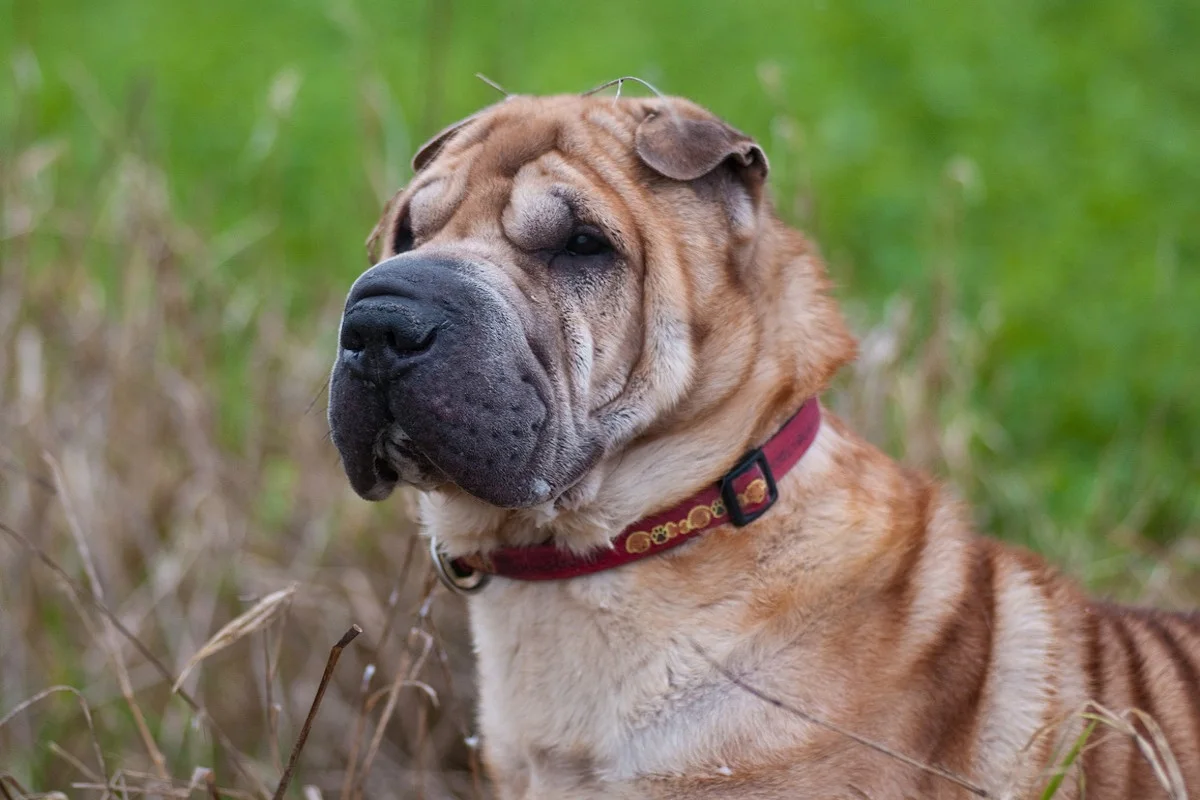 Le Shar-Peï